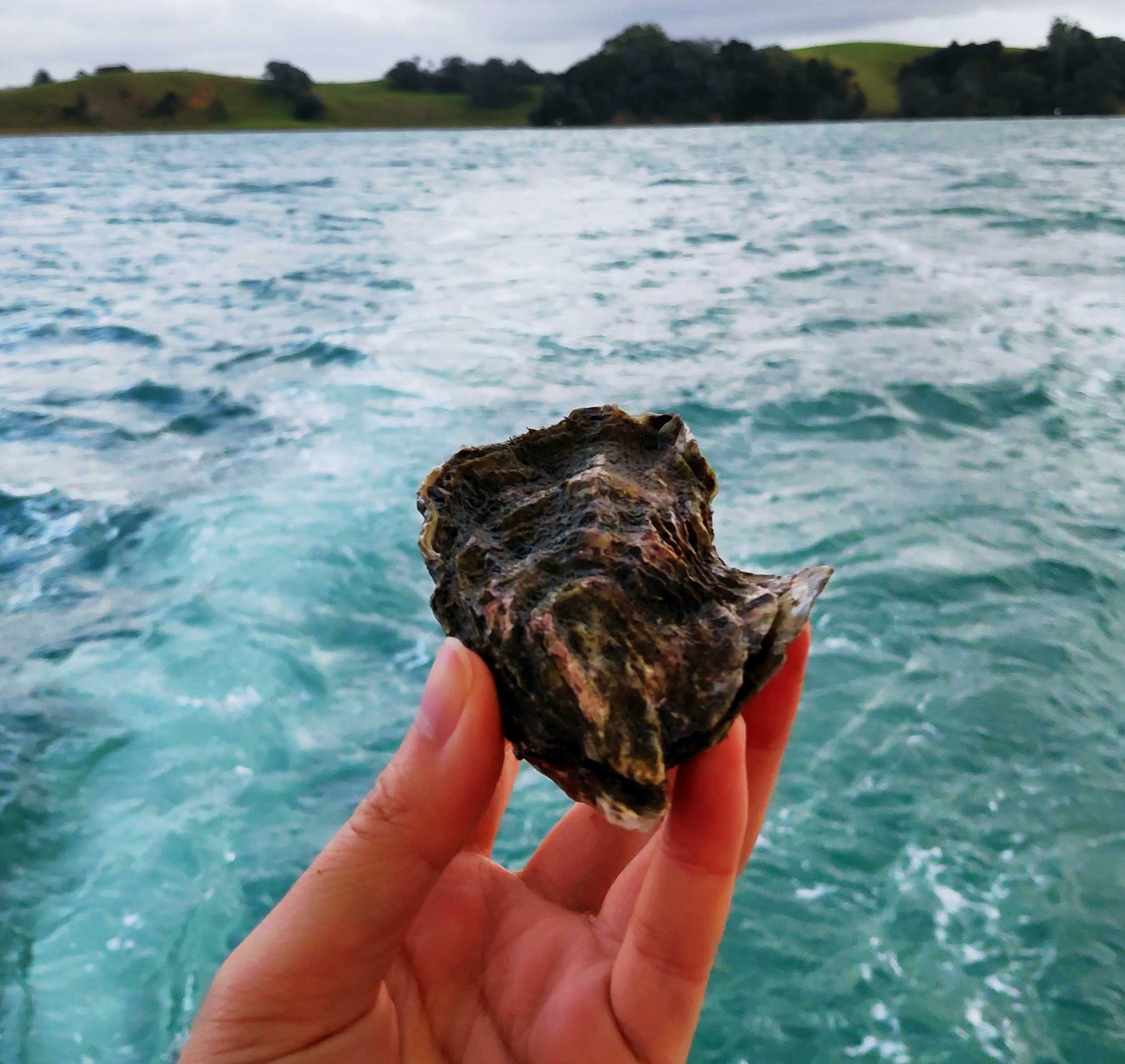 Oyster Farm Tour